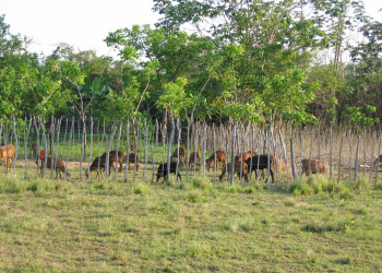 Зоопарк в Хувентуде, Куба – фотографии Кубы