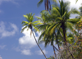 Корковадо Национальный Парк, Пунтаренас провинция, Коста-Рика, фото № 40533 – фотографии Коста-Рики