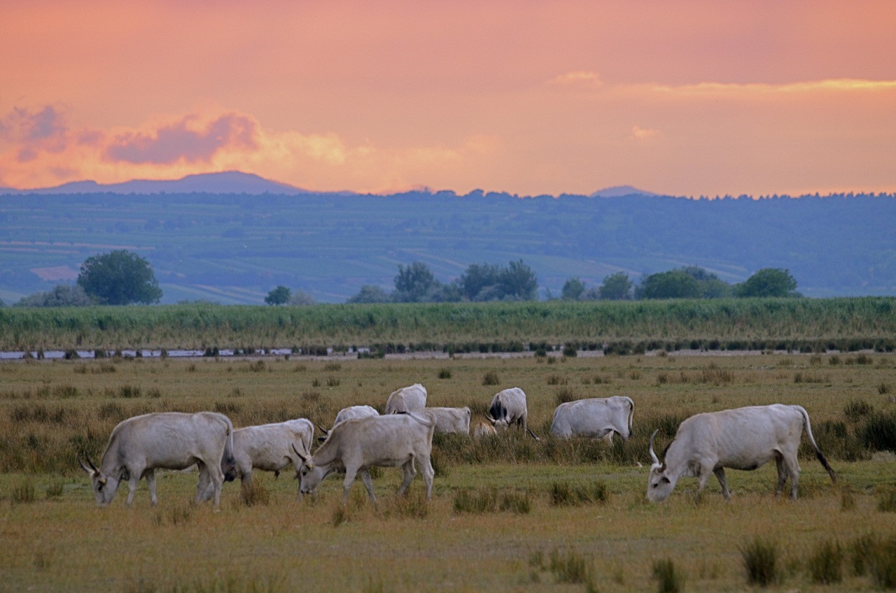 Коровы в национальном парке Нойзидлерзе-Зевинкель – фотографии Австрии