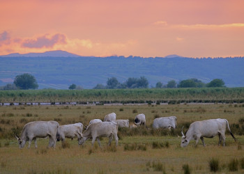 Коровы в национальном парке Нойзидлерзе-Зевинкель – фотографии Австрии