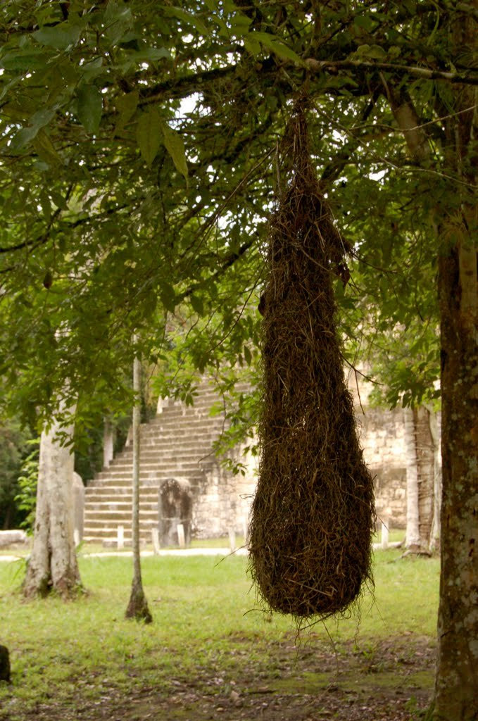 Растительный мир в Тикаль, Гватемала – фотографии Гватемалы