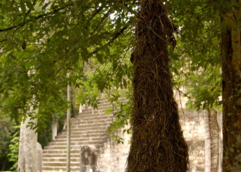 Растительный мир в Тикаль, Гватемала – фотографии Гватемалы