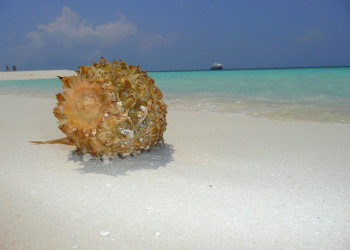 Пляж в Ари Атолле, Мальдивы. Фото 2 – фотографии Мальдивских островов