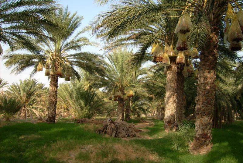 Экзотические деревья Туниса – фотографии Туниса