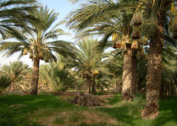 Экзотические деревья Туниса – фотографии Туниса