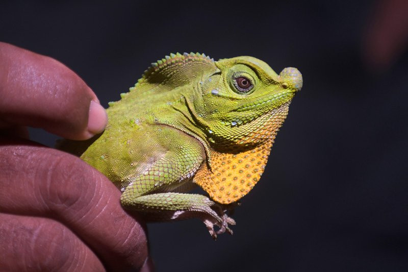 Коггала, Шри-Ланка, фото № 51560 – фотографии Шри-Ланки