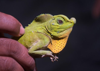 Коггала, Шри-Ланка, фото № 51560 – фотографии Шри-Ланки