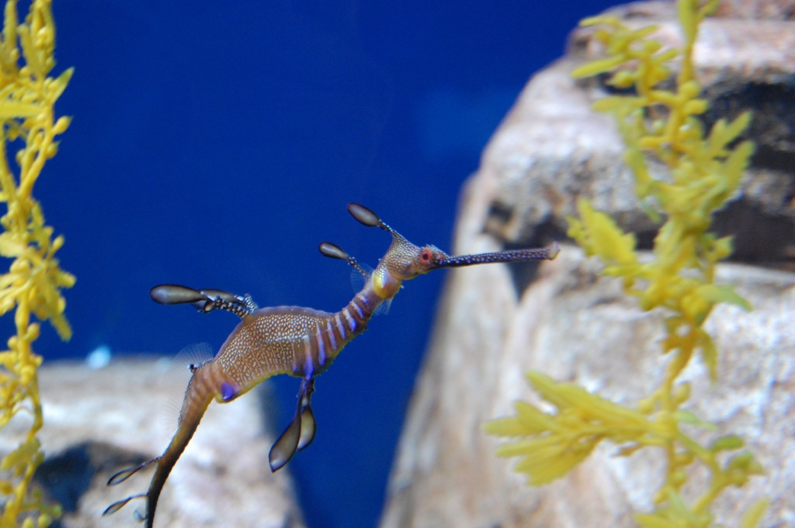 Аквариум Атланты (Georgia Aquarium) – фотографии США