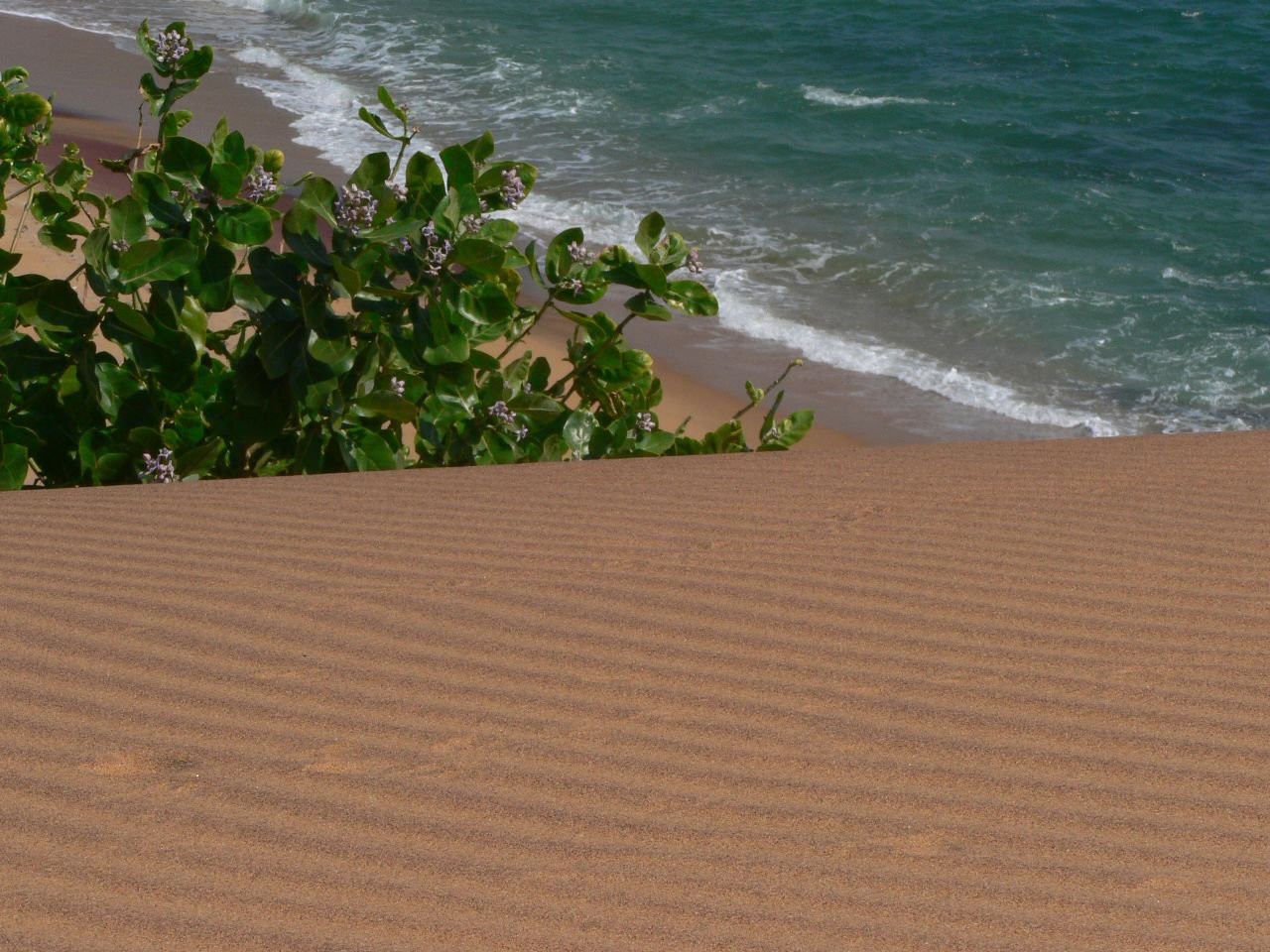 Яла Национальный Парк, Шри-Ланка, фото № 52640 – фотографии Шри-Ланки