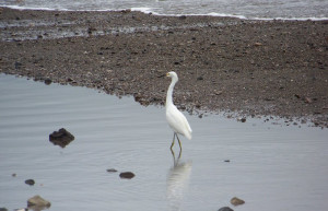 Тамбор, Пунтаренас провинция, Коста-Рика, фото № 41136 – фотографии Коста-Рики