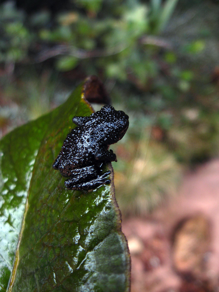 Крохотная чёрная лягушка на Рорайма – фотографии Венесуэлы