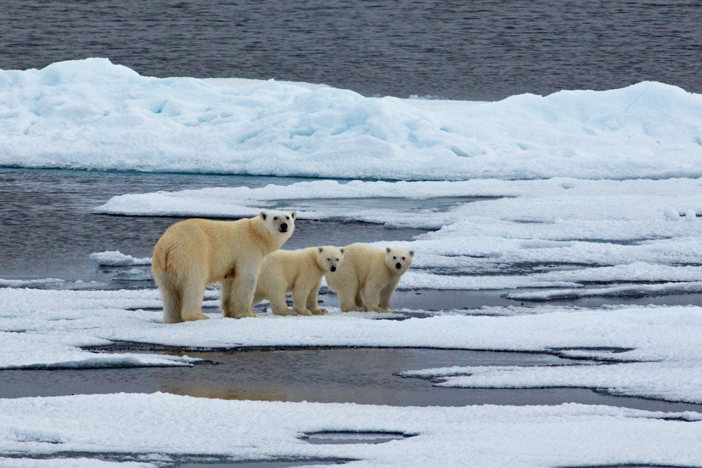 Белые медведи в районе Земли Франца-Иосифа – фотографии России