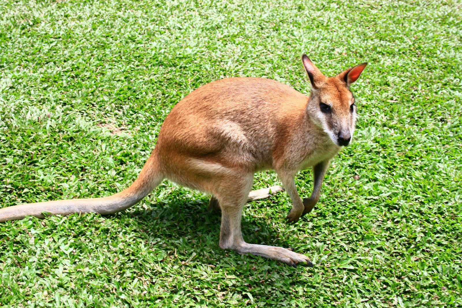 Кенгуру в Австралии – фотографии Австралии