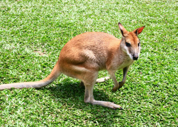 Кенгуру в Австралии – фотографии Австралии