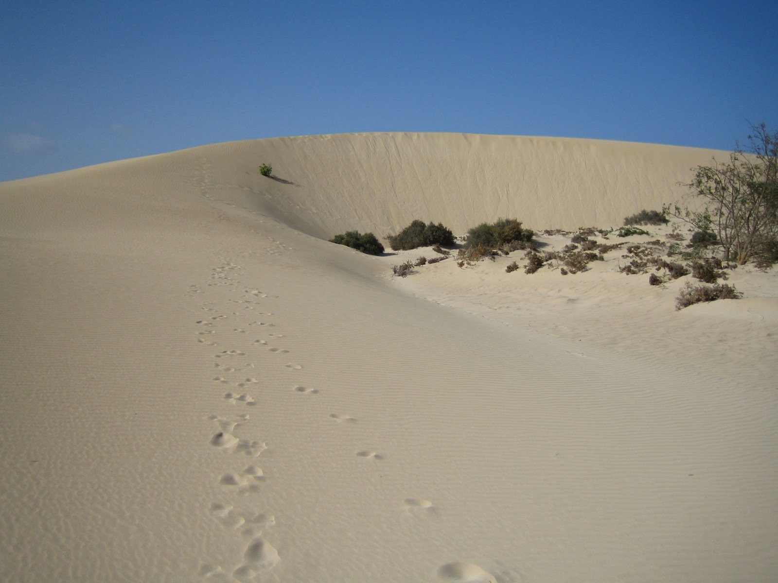 Корралехо, Фуэртевентура остров, Канарские острова, фото № 34113 – фотографии Канарских островов