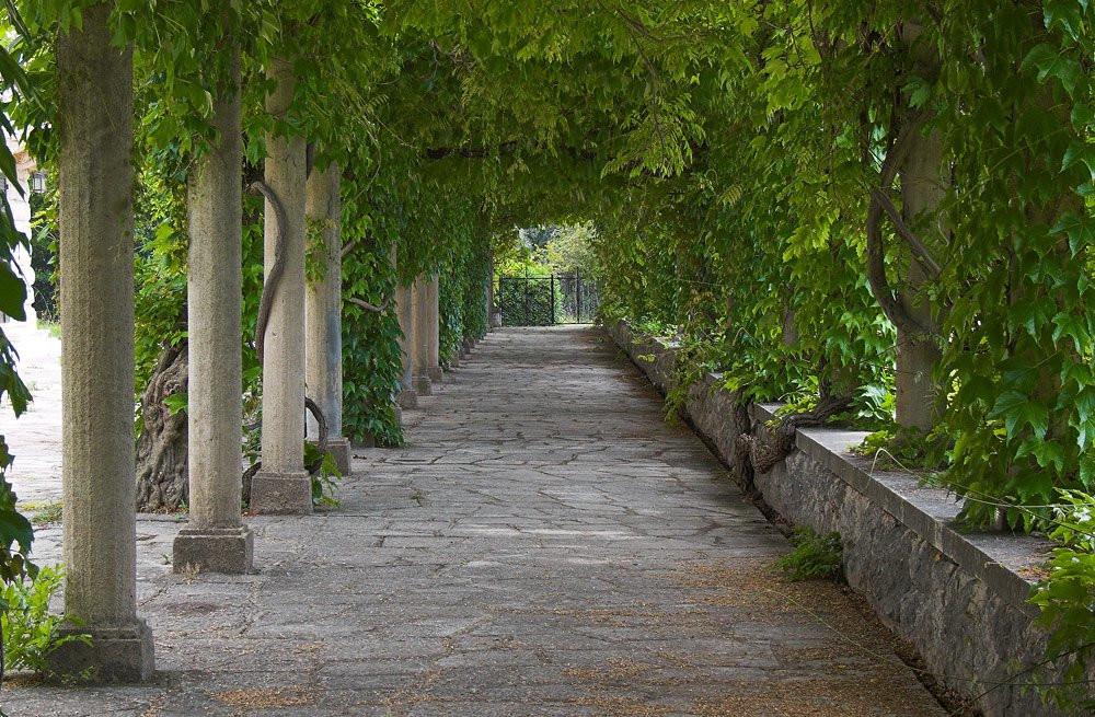 Аллея в Милочер, Черногория – фотографии Черногории