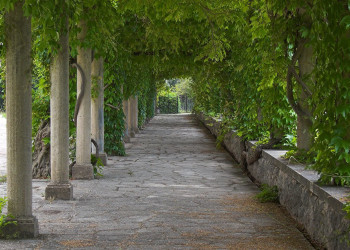 Аллея в Милочер, Черногория – фотографии Черногории