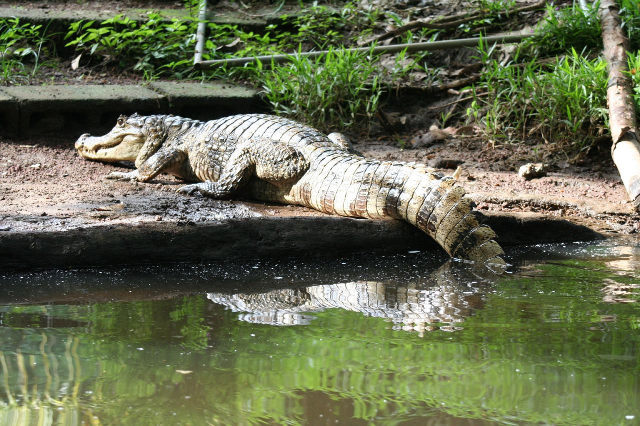 Тортугеро Национальный парк, Лимон провинция, Коста-Рика, фото № 40348 – фотографии Коста-Рики