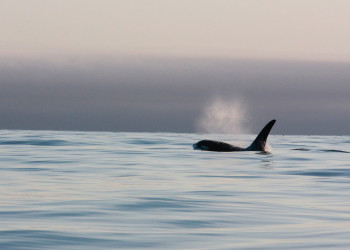Командорские острова, Россия. Фото 30 – фотографии России