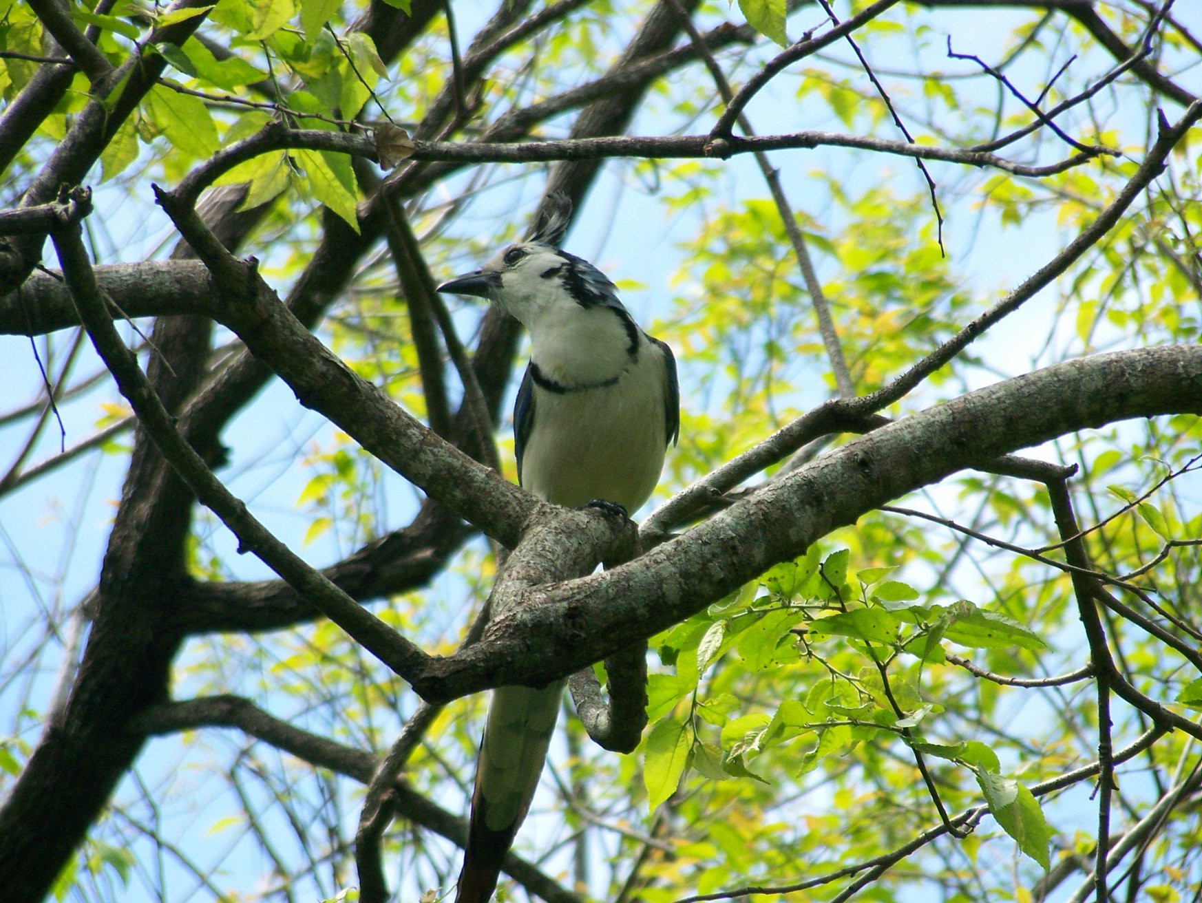 Санта Роза Национальный Парк, Гуанакасте провинция, Коста-Рика, фото № 39322 – фотографии Коста-Рики