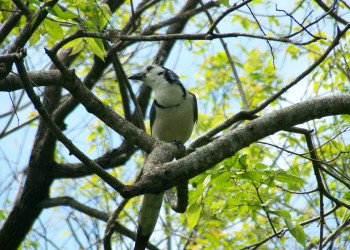 Санта Роза Национальный Парк, Гуанакасте провинция, Коста-Рика, фото № 39322 – фотографии Коста-Рики