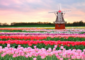 Парад цветов в Парке Кёкенхоф в Нидерландах демонстрирует необычные композиции из тысяч тюльпанов – фотографии Нидерландов