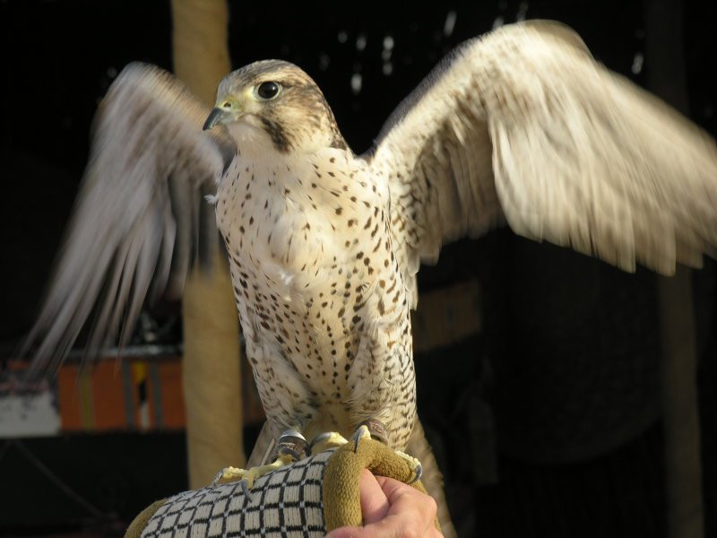 Дубай, ОАЭ, фото № 60918 – фотографии ОАЭ
