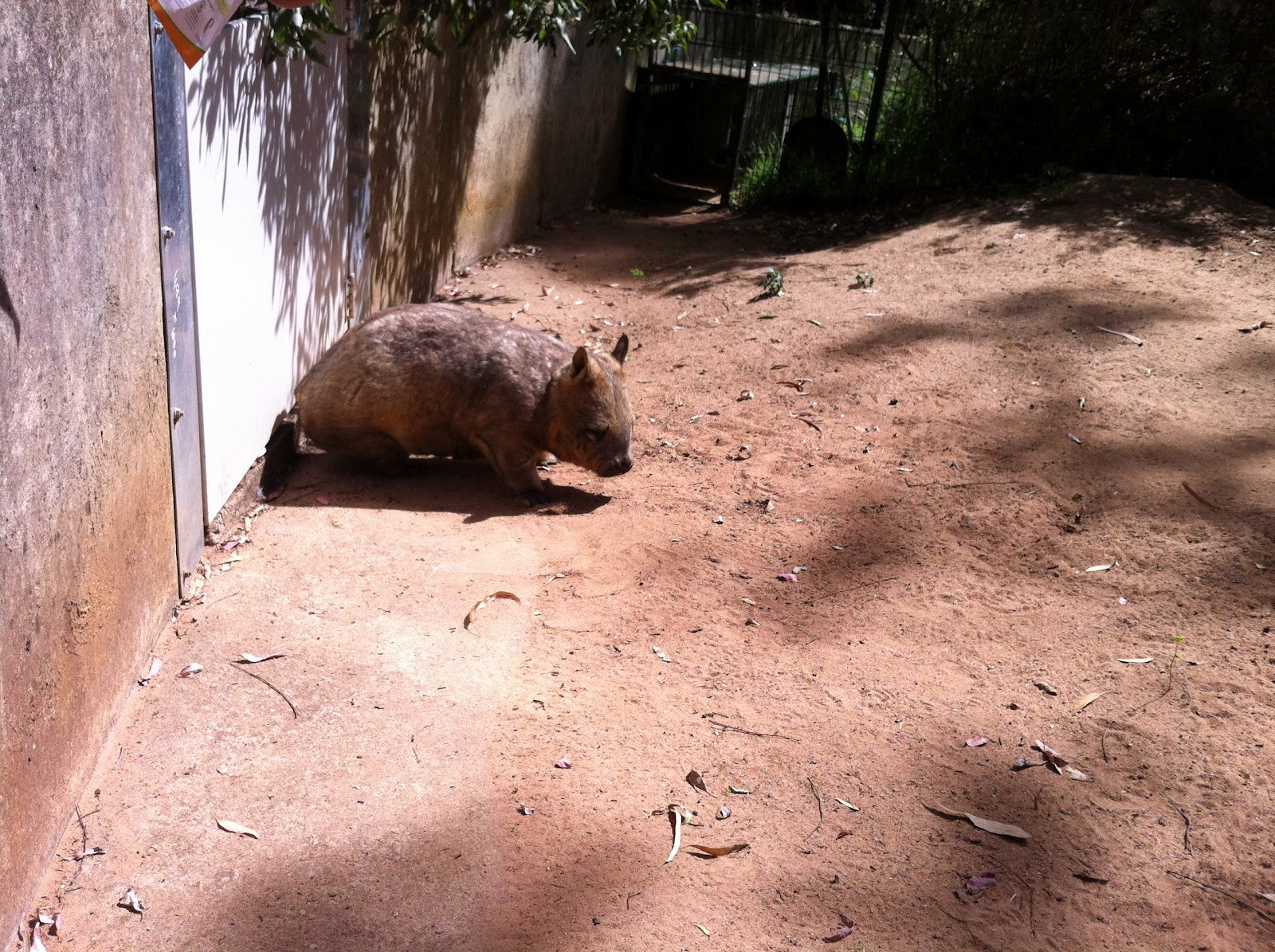 Парк дикой природы Клиланд в городе Аделаида – фотографии Австралии