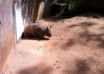 Парк дикой природы Клиланд в городе Аделаида – фотографии Австралии