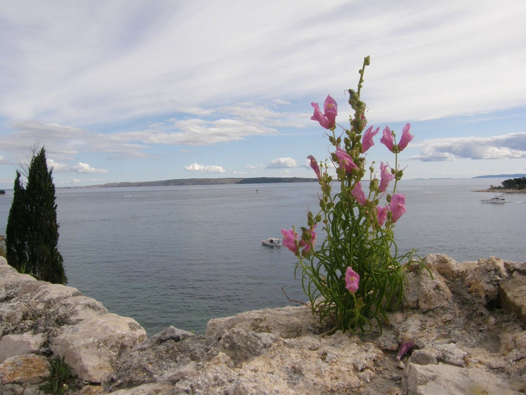 Цветок на острове Раб, Хорватия – фотографии Хорватии