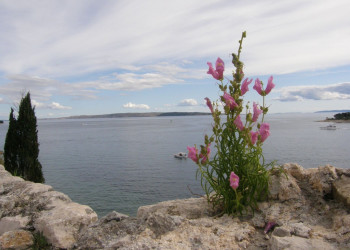 Цветок на острове Раб, Хорватия – фотографии Хорватии