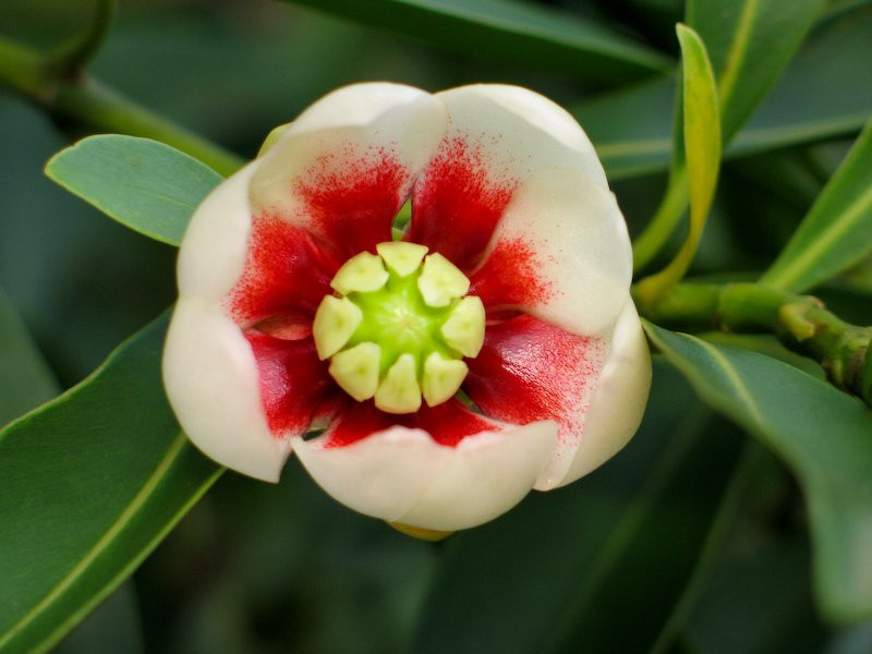 Цветок на острове Илья-Гранди, Бразилия. Фото 1 – фотографии Бразилии