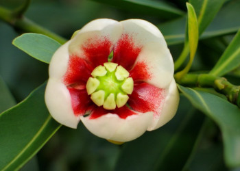 Цветок на острове Илья-Гранди, Бразилия. Фото 1 – фотографии Бразилии