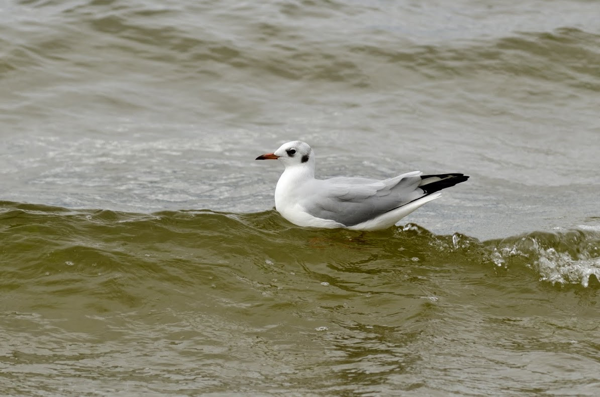 Чайка – фотографии Латвии