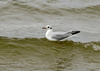 Чайка – фотографии Латвии