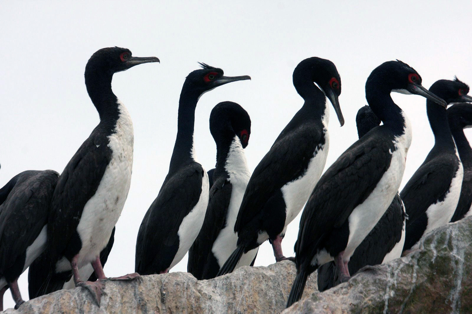 Заседание пернатых на островах Бальестас – фотографии Перу
