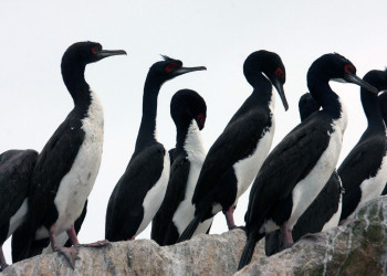 Заседание пернатых на островах Бальестас – фотографии Перу