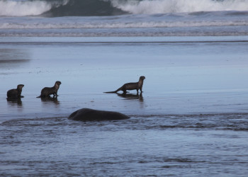 Пляж Ши-Ши в Национальном парке Олимпик. США. Фото 6 – фотографии США
