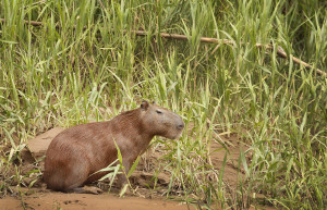 Бауаха-Сонене Национальный Парк – фотографии Перу