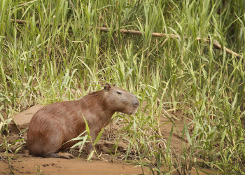Бауаха-Сонене Национальный Парк – фотографии Перу