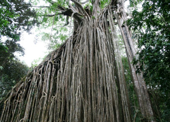 Дерево-занавес (Curtain Fig Tree). Атертон. Фото 2 – фотографии Австралии