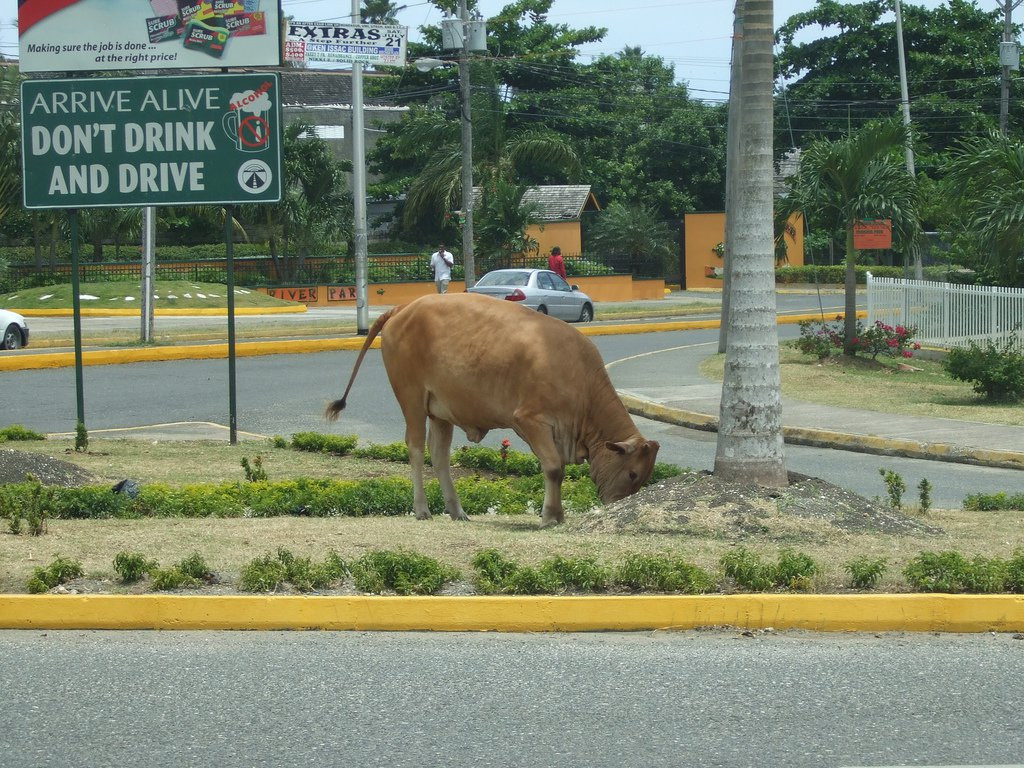 Очо Риос, Ямайка. Фото 4 – фотографии Ямайки