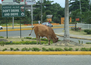 Очо Риос, Ямайка. Фото 4 – фотографии Ямайки