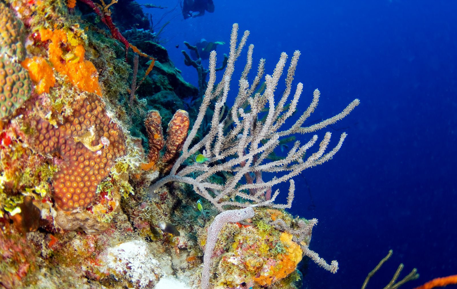 Curacao – фотографии Кюрасао