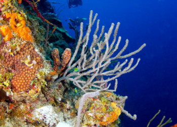 Curacao – фотографии Кюрасао