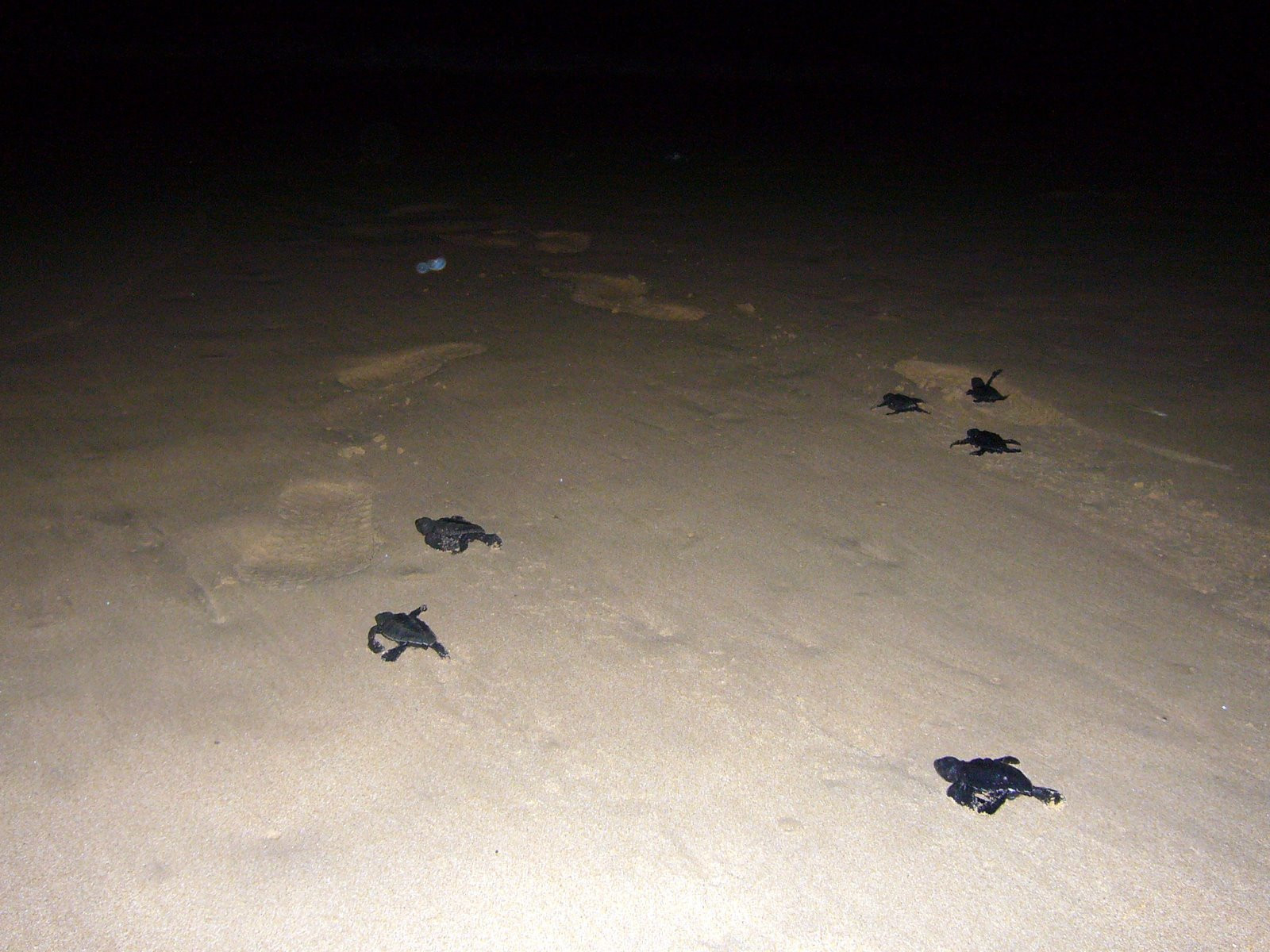 Коcгода, Шри-Ланка, фото № 51546 – фотографии Шри-Ланки