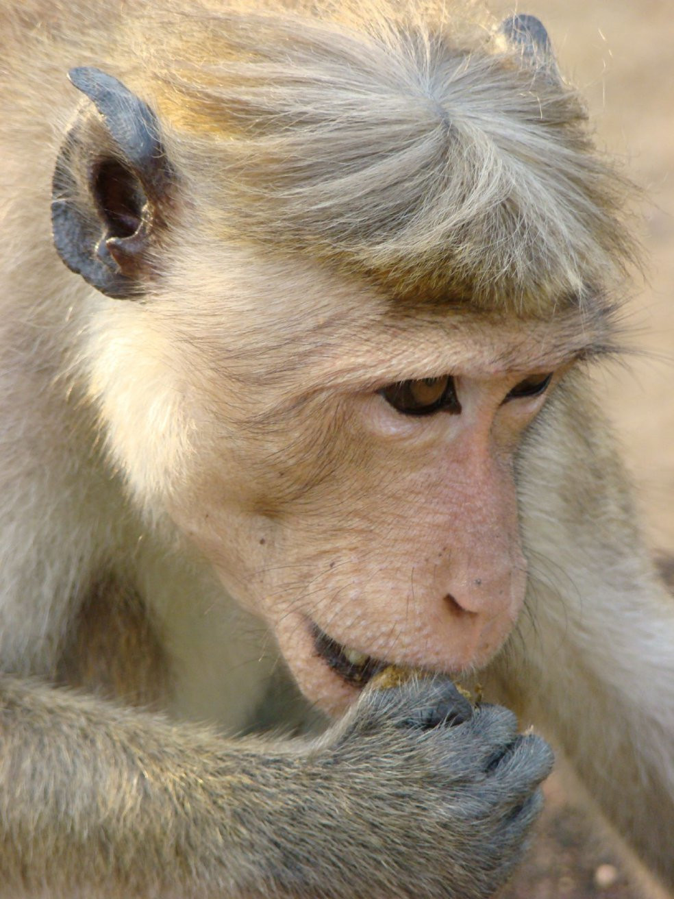 Полоннарува, Шри-Ланка, фото № 52165 – фотографии Шри-Ланки