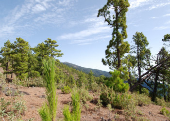 Эль-Пасо, Ла-Пальма остров, Канарские острова, фото № 32317 – фотографии Канарских островов
