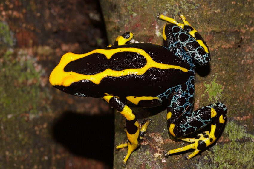 Французская Гвиана, фото № 2111 – фотографии Французской Гвианы