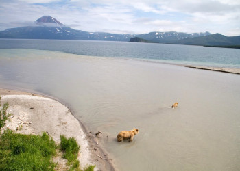 Медведи на Камчатке, Россия. Фото 1 – фотографии России